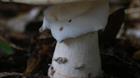 Aluminum Amanita Mushroom Cast - Mushroom Ring Picture.
